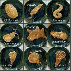 Protist pancakes by Nathan Shields - http://www.saipancakes.com/